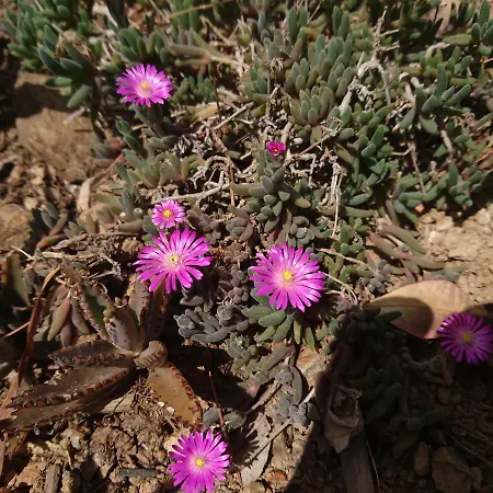 Elba * קאפוליברי